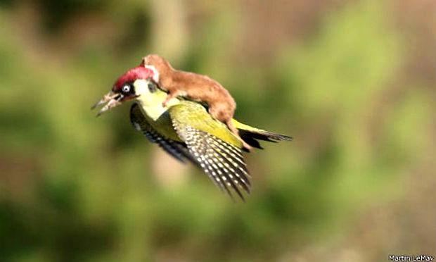 Acredita-se que o furão tenha atacado a ave que, no susto, levantou voo / Foto: Martin Le-May