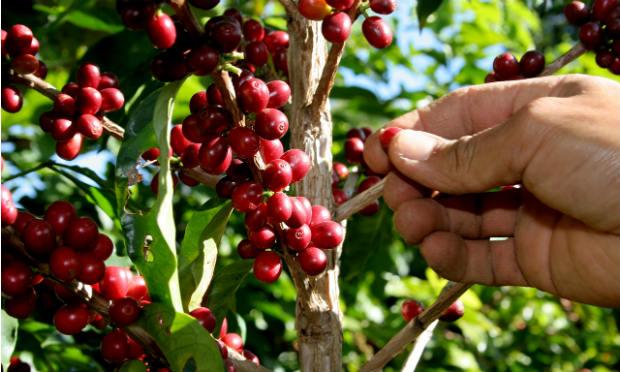 A  produção dos cafés arábica e conilon deverá alcançar um total 49,67 milhões de sacas, um aumento de 14,9% / Foto: Reprodução