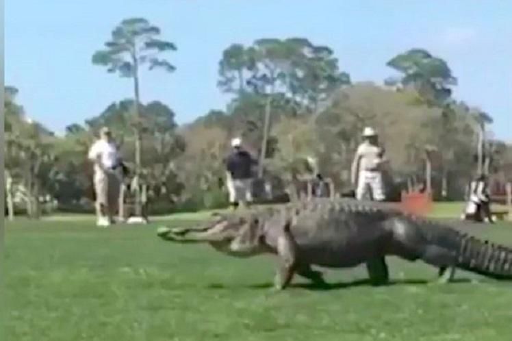 Felizmente o 'dinossauro' passou tranquilamente pelo campo de golfe. Foto: Reprodução/YouTube
