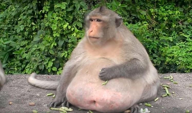 Fitness? Macaco obeso troca comida de turistas por dieta saudável