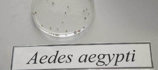Aedes-235