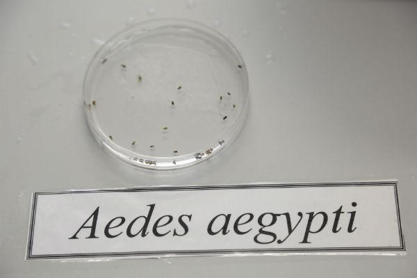 Imagem de larvas do Aedes aegypti (Foto: Alexandre Gondim / JC Imagem)