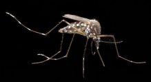 Aedes-aegpyti-748