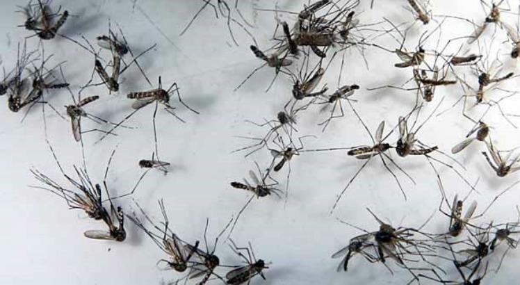 Doenças transmitidas pelo mosquito Aedes aegypti preocupam porque os casos são influenciados pela chuva e temperatura (Foto: Rodrigo Lôbo/Acervo JC Imagem)