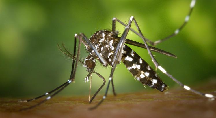 O zika é um dos vírus transmitidos pelo Aedes aegypti e associado ao aumento dos casos de microcefalia e síndromes neurológicas (Foto ilustrativa: Pixabay)
