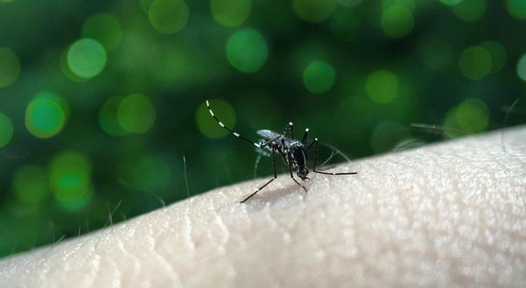 Aedes aegypti transmite chicungunha, zika e dengue (Foto ilustrativa: Pixabay)