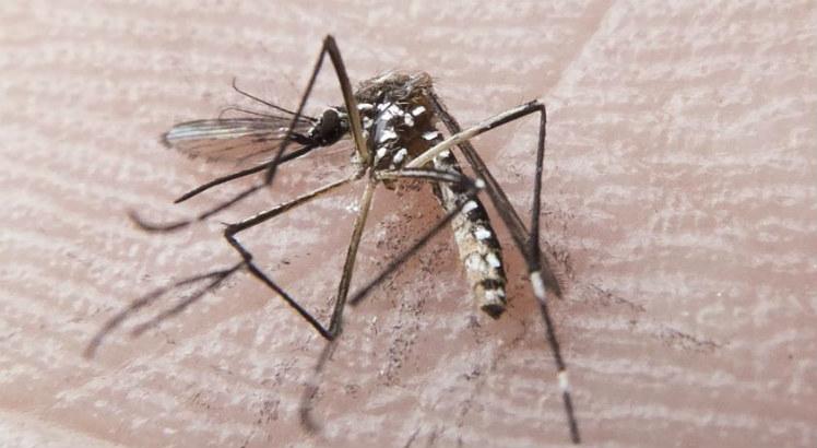 Em Pernambuco, 61 municípios podem ter surto de dengue, zika e chicungunha (Foto: Fotos Públicas)