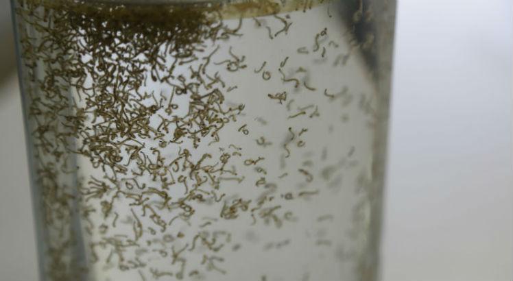 No Recife, serão espalhadas armadilhas em que os próprios mosquitos disseminarão inseticida nos criadouros (Foto: Alexandre Gondim/JC Imagem)