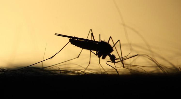 Quando analisada a incidência este ano, os casos de dengue chegam a 231,1 por 100 mil habitantes (Foto: Pixabay)