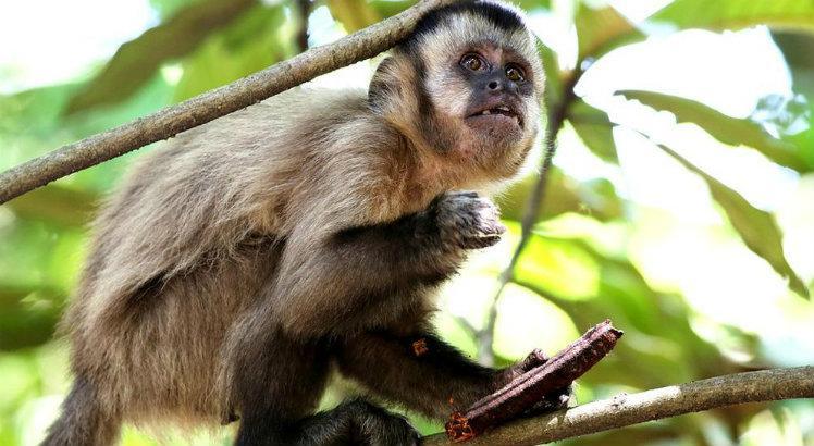 O fato de zika ter sido encontrado nos macacos levanta a possibilidade de a doença ter também um ciclo silvestre (como já acontece com a febre amarela), o que pode levar a uma maior disseminação (Foto: Divulgação)
