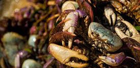 Governo proíbe captura e venda do caranguejo-uçá no Nordeste