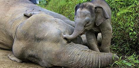 Dez elefantes pigmeus são encontrados mortos na Malásia