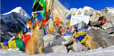 Vira-lata é o primeiro cachorro a escalar o Everest