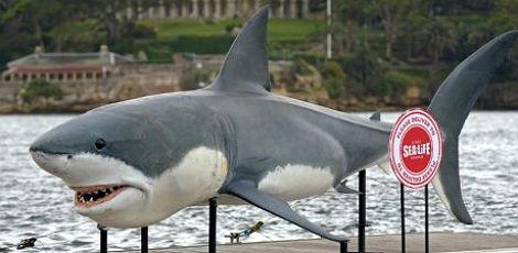 Austrália autoriza eliminação preventiva de tubarões na costa oeste