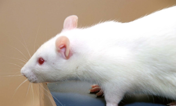 Equipe de cientistas conseguiu curar completamente os ratos, graças a um anticorpo "armado" combinado com um medicamento já disponível, o Dexamethason. / Foto: USP