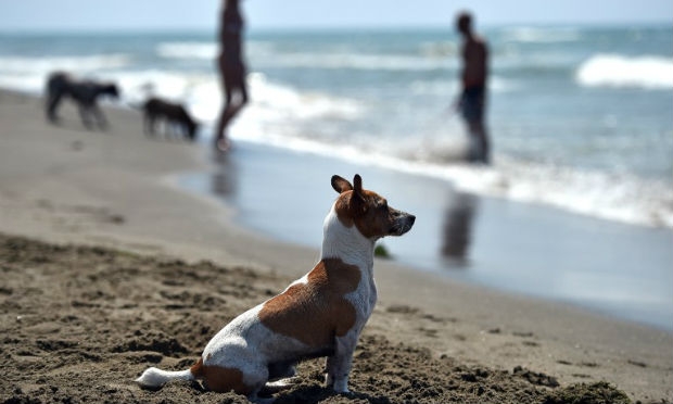 Existem muito poucas praias onde os cachorros podem ter acesso / Foto: AFP