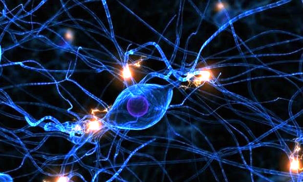 A ELA causa a degeneração progressiva no primeiro neurônio motor superior no cérebro e no segundo neurônio motor inferior na medula espinhal / Foto: reprodução