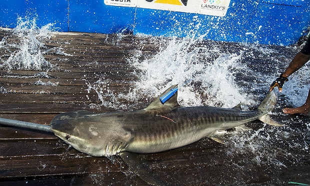 Seis tubarões-tigre foram capturados em Fernando de Noronha / Fotos: divulgação