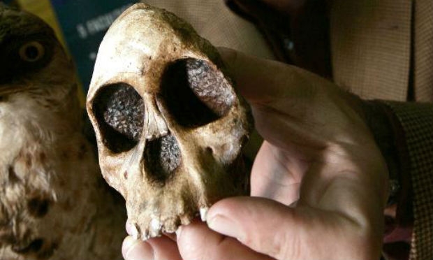 Descobertas foram a mais recente contribuição ao debate de se o fóssil da Criança de Taung pode ter apresentado os sinais mais remotos de um crânio que seria o primeiro e melhor exemplo da evolução cerebral do hominídeo primitivo / Foto: Arquivo/AFP