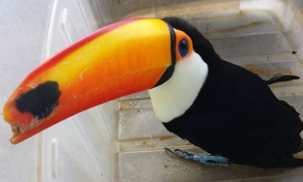 Pássaros em extinção são apreendidos em condomínio de luxo no Recife