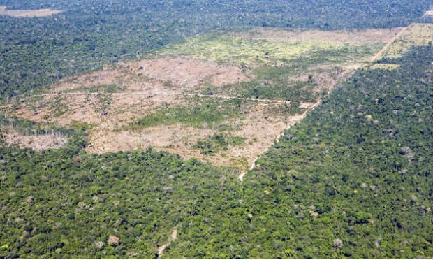 Desmatamento na Amazônia brasileira subiu 467%, alerta ONG Imazon