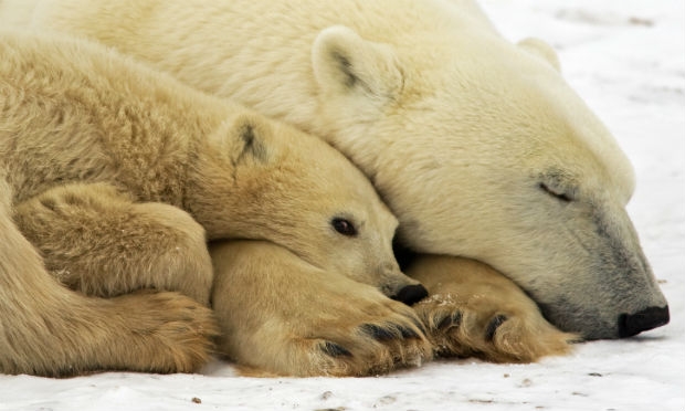 Ursos polares são considerados uma espécie em risco de extinção. / Foto: Paul J. Richards / AFP