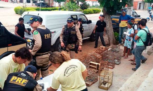 Além dos animais apreendidos, a polícia prendeu nove pessoas na operação / Foto: divulgação PRF/BA