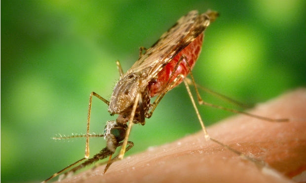 Cai mortalidade provocada pela malária nos últimos anos