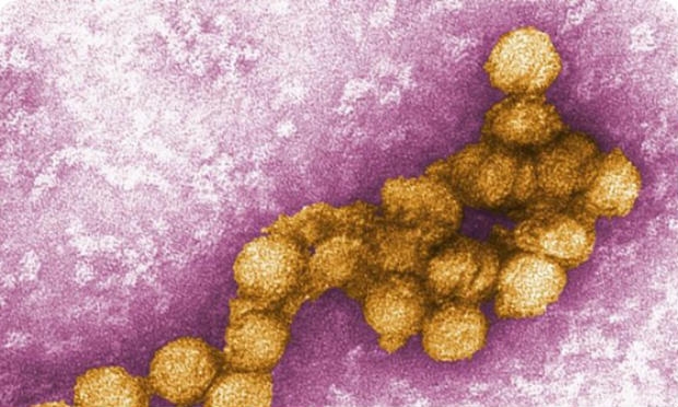 Ministério da Saúde confirma primeiro caso da febre do Nilo no país