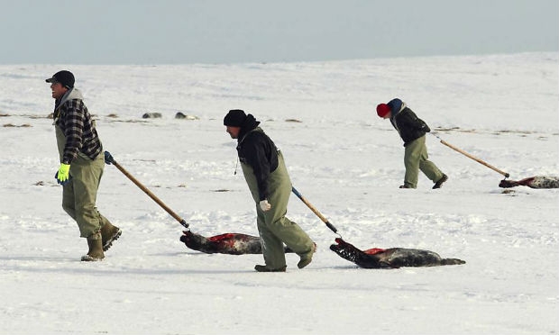 Noruega deixará de subsidiar caça de focas