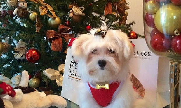 Festejos de fim de ano podem trazer alterações no dia a dia dos pets e seus donos / Foto: divulgação/ Pet Palace Luxo