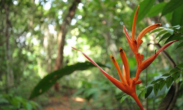 Jardim Botânico do Recife e Itep firmam parceria para conservação da Mata Atlântica
