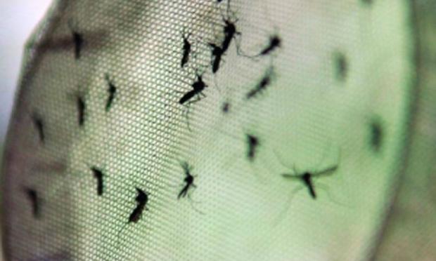 Distrito Federal registra primeiro caso de febre chikungunya contraída na cidade