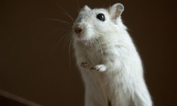 Dieta de ratos de laboratório contém quantidades significativas de contaminantes como pesticidas e transgênicos, o que pode colocar em risco os estudos de toxicidade sobre produtos químicos / Foto: Free Images