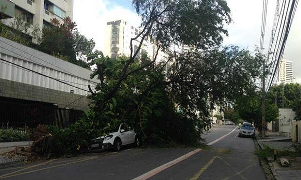 Árvore caiu sobre carro na Rua José Luiz da Silveira Barros, no Espinheiro / Foto: Maria Luiza Borges/JC