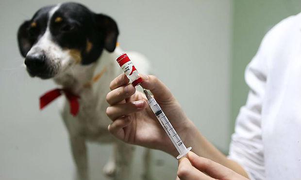 As campanhas de vacinação contra a raiva em cães e gatos devem começar mais tarde neste ano / Foto: reprodução