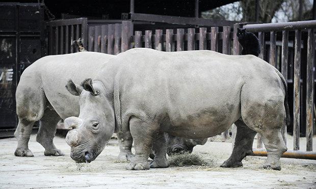 Rinocerontes brancos Fatu e Nabire no zoológico de Druv  Kralove / Foto: Arquivo/AFP