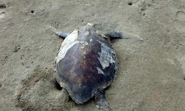 Os animais foram encontrados na ilha de Santa Maria Altamura Bay, no Golfo da Califórnia contra o Estado de Sinaloa / Foto: AFP