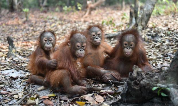 No centro de recuperação de Nyary Menteng, na província de Kalimantan, parte indonésia da ilha de Bornéu, 16 bebês orangotangos já estão com infecções respiratórias / Foto: Indrayana / BOSF / AFP