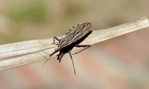 Cientistas decifram o genoma do barbeiro que pode ajudar no combate à Doença de Chagas