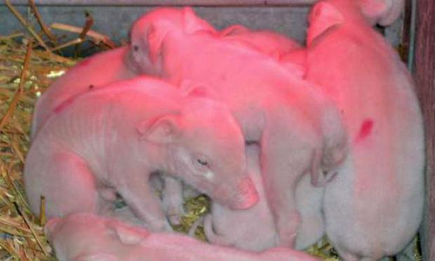 China está construindo fábrica para clonar animais