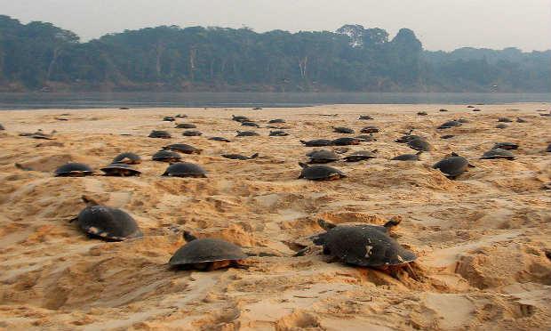 O objetivo é proteger tartarugas das espécies "podocnemis expansa" e "podocnemis unifelis" / Foto: Reprodução