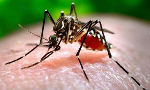 A decisão OMS sobre indícios de que a infecção por zika, em grávidas, pode causar microcefalia em bebês / Foto: Reprodução