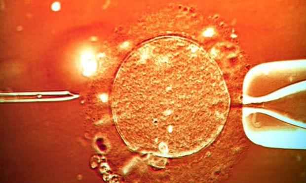 O pedido foi apresentado no mês de setembro para estudar os genes que atuam no desenvolvimento das células que vão formar a placenta. / Foto: AFP