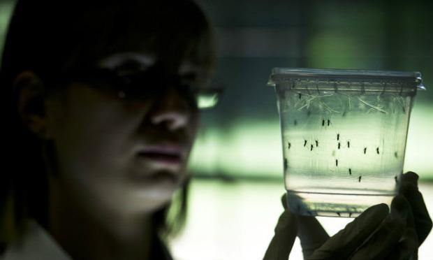 Os especialistas alertam para necessidade de pesquisas principalmente sobre o zika. / Foto: Nelson Almeida/AFP