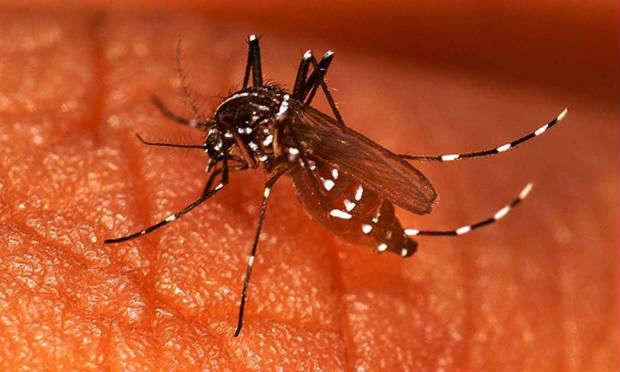 O governo do Chile declarou alerta sanitário na Ilha de Páscoa, depois de detectar quatro casos de dengue  / Foto: Reprodução