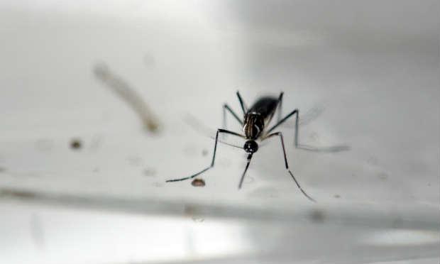 O crescimento do número de casos de Guillain-Barre coincide com o surgimento do vírus zika em 33 países / Foto: AFP