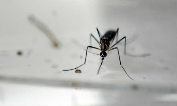 Todos haviam sido infectados pelo vírus zika antes de manifestar a Guillain-Barré, segundo os diagnósticos / Foto: AFP