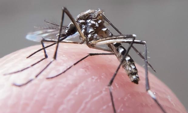 Organização pensa em usar R$ 500 mi reservados para o Ebola no combate ao Aedes / Foto: Rafael Neddermeyer/ Fotos Públicas