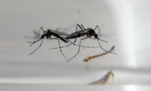 A América do Sul é a região mais afetada pelo zika, um vírus transmitido pelo mosquito Aedes aegypti, que também transmite a dengue, a febre amarela e a chikungunya.  / Foto: Marvin Recinos / AFP